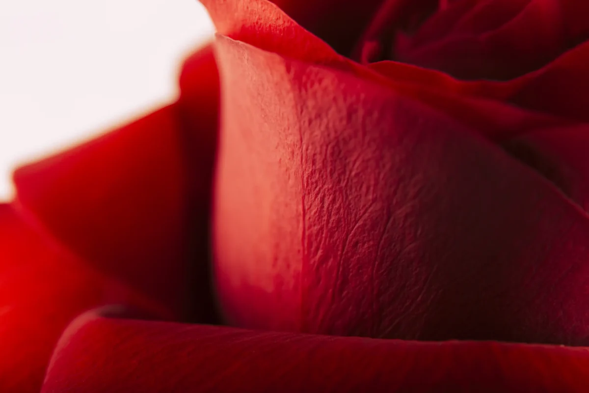 Cómo hacer que tus flores duren más