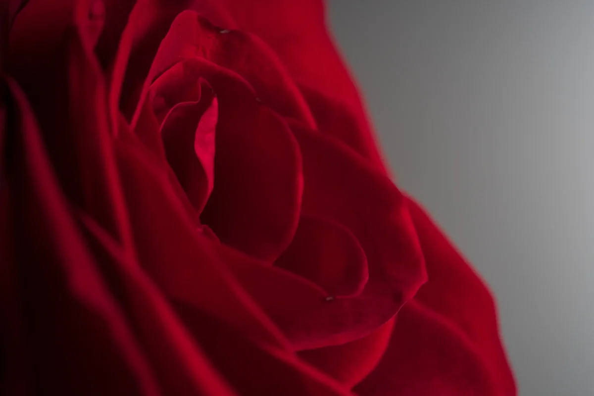 Cómo hacer que tus flores duren más